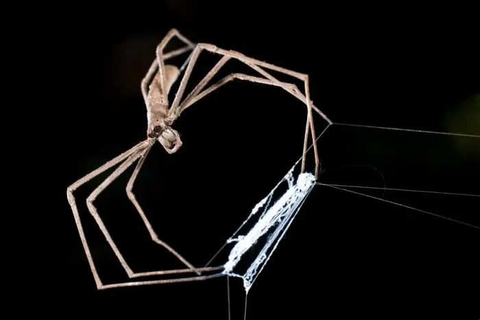 Framed Print : Net-casting  /  Ogre-faced Spider (Deinopis sp. ) with net. Active at night, Masoala National Park