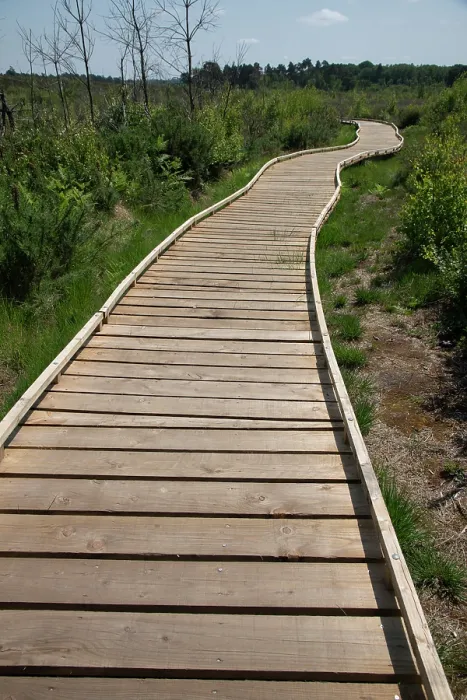 Framed Print : New boardwalk, installed after major fire three years prior, Thursley Common National Nature Reserve, Surrey, UK. June, 2023 Framed Print : New boardwalk, installed after major fire three years prior, Thursley Common National Nature Reserve, Surrey, UK. June, 2023