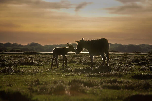 New Forest donkeys, female with foal, standing on grassland, touching noses at dusk, New Forest National Park, Hampshire, England, UK. May
