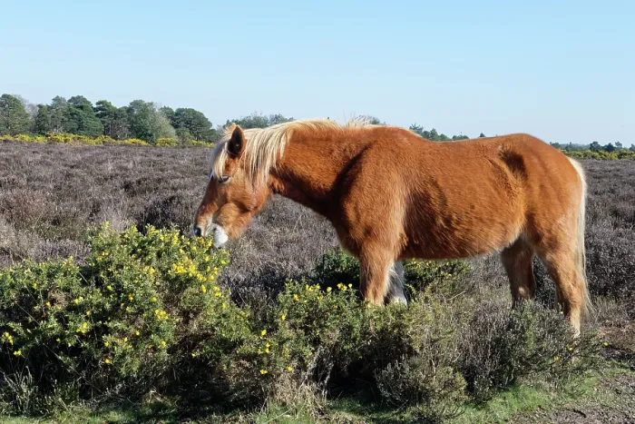 Framed Print : New Forest pony (Equus caballus) grazing on European gorse (Ulex europaeus) bush and flowers, New Forest, Hampshire, England, UK. April