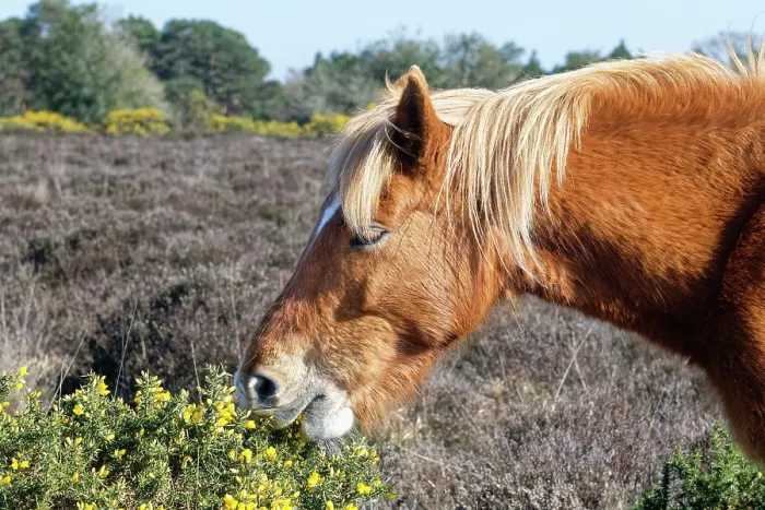 Framed Print : New Forest pony (Equus caballus) grazing on European gorse (Ulex europaeus) bush and flowers, New Forest, Hampshire, England, UK. April