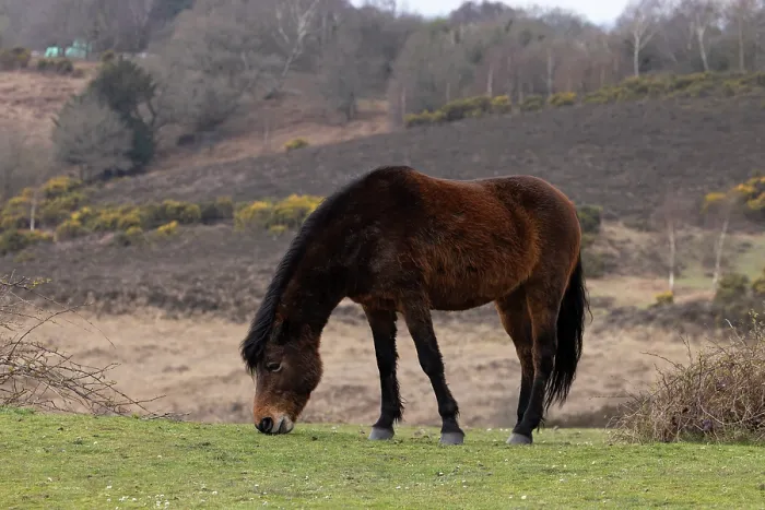 Framed Print : New Forest pony (Equus caballus) grazing with heathland in background, Hampshire, England, UK. March Framed Print : New Forest pony (Equus caballus) grazing with heathland in background, Hampshire, England, UK. March