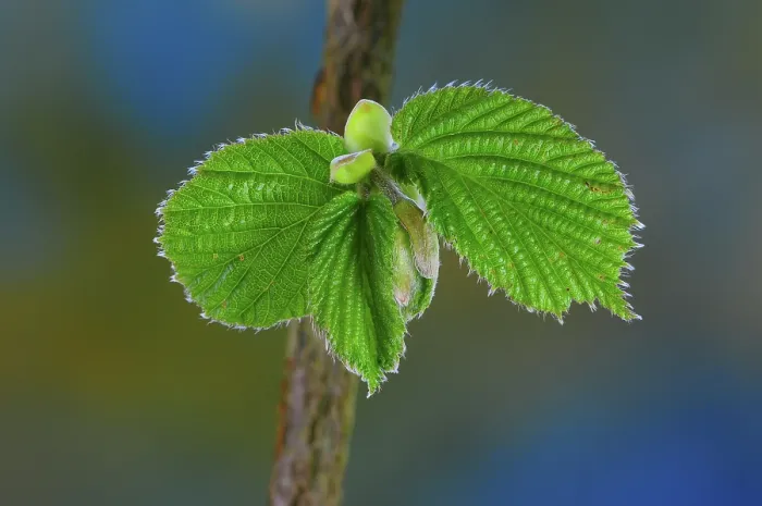 Framed Print : New growth Hazel leaves (Corylus avellana) in spring, Dorset, UK. May. Studio shot Framed Print : New growth Hazel leaves (Corylus avellana) in spring, Dorset, UK. May. Studio shot