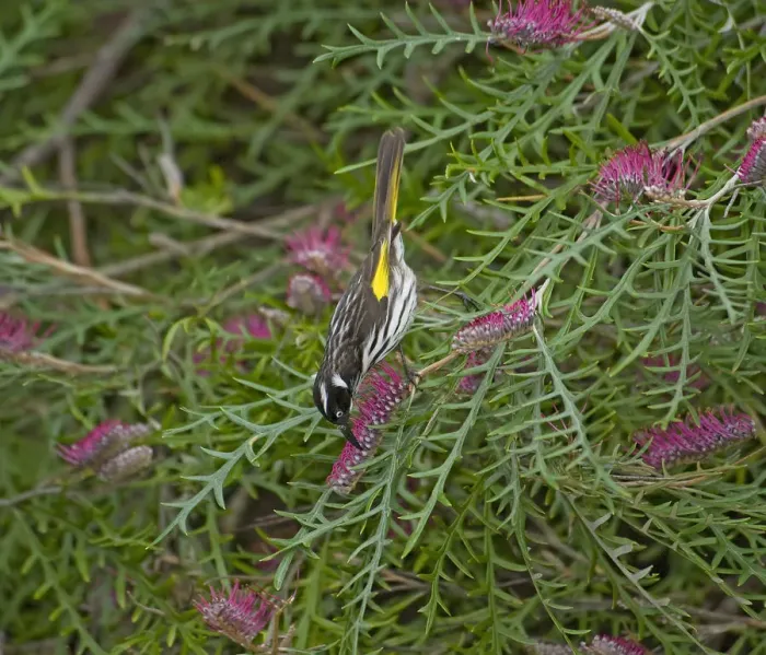 Framed Print : New Holland honeyeater (Phylidonyris novaehollandiae) nectaring on Grevillea (Grevillea Framed Print : New Holland honeyeater (Phylidonyris novaehollandiae) nectaring on Grevillea (Grevillea