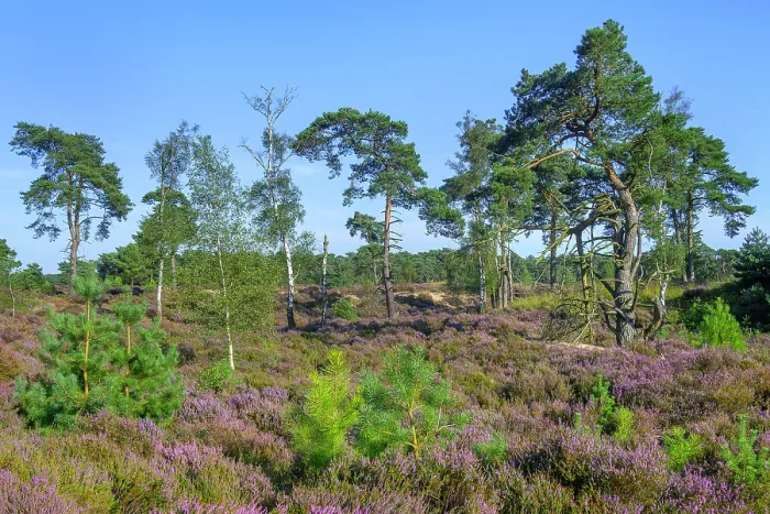 Framed Print : New shoots of Maritime pines (Pinus pinaster) in moorland with blooming Heather (Calluna vulgaris) in summer, Kalmthout Heath, Belgium. August Framed Print : New shoots of Maritime pines (Pinus pinaster) in moorland with blooming Heather (Calluna vulgaris) in summer, Kalmthout Heath, Belgium. August