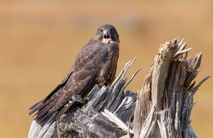 Framed Print : New Zealand falcon (Falco novaeseelandiae) calling while perched on a tree stump, South Island, New Zealand Framed Print : New Zealand falcon (Falco novaeseelandiae) calling while perched on a tree stump, South Island, New Zealand