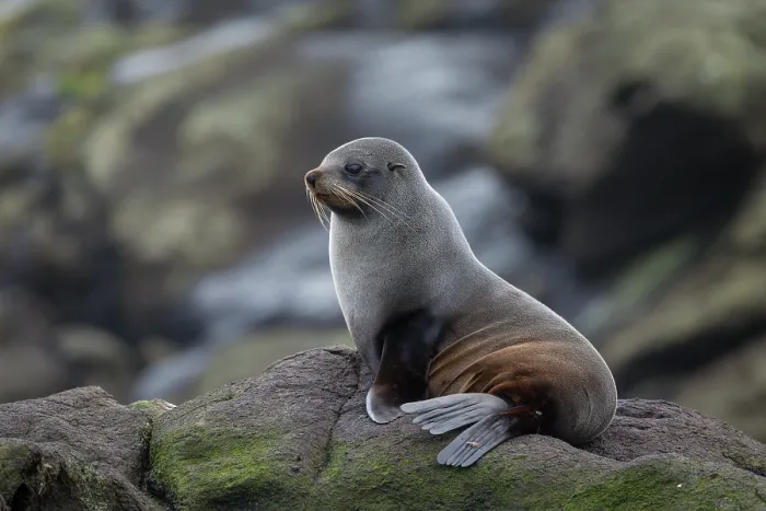 Framed Print : New Zealand fur seal (Arctocephalus forsteri) resting on rocky shore, Rangatira Island, Chatham Islands, New Zealand Framed Print : New Zealand fur seal (Arctocephalus forsteri) resting on rocky shore, Rangatira Island, Chatham Islands, New Zealand
