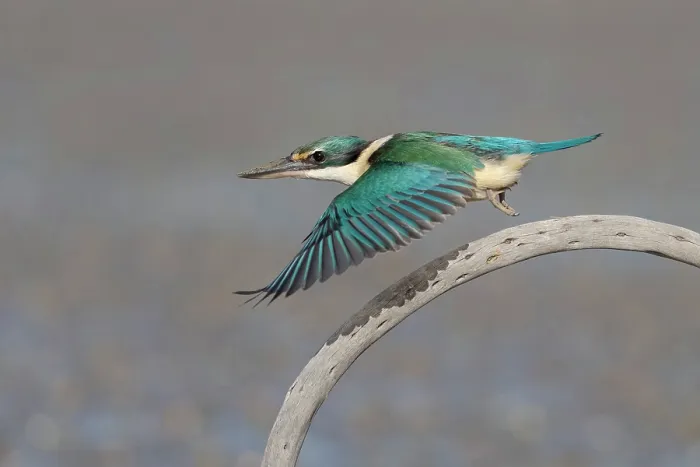Framed Print : New Zealand kingfisher (Todiramphus sanctus) in flight, taking off from perch, Banks Peninsula, South Island, New Zealand Framed Print : New Zealand kingfisher (Todiramphus sanctus) in flight, taking off from perch, Banks Peninsula, South Island, New Zealand