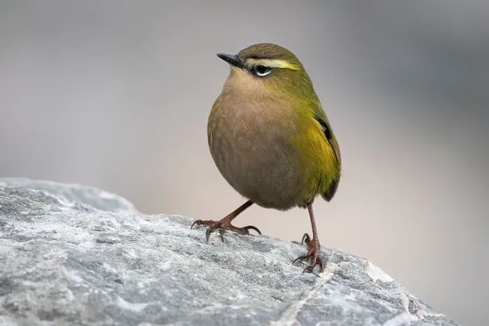 Framed Print : New Zealand rock wren (Xenicus gilviventris) male, perched on rock, Perth Valley, West Coast, South Island, New Zealand. Endangered