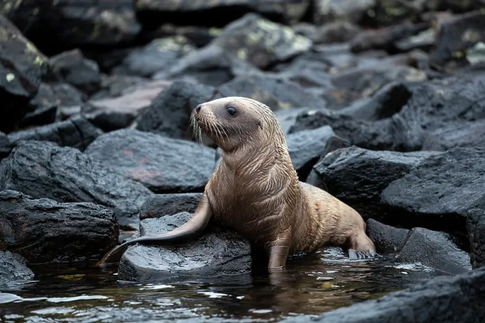 Framed Print : New Zealand sea lion (Phocarctos hookeri) juvenile, resting on rocks at the shore, Campbell Island, New Zealand Sub Antarctic Islands. Endangered