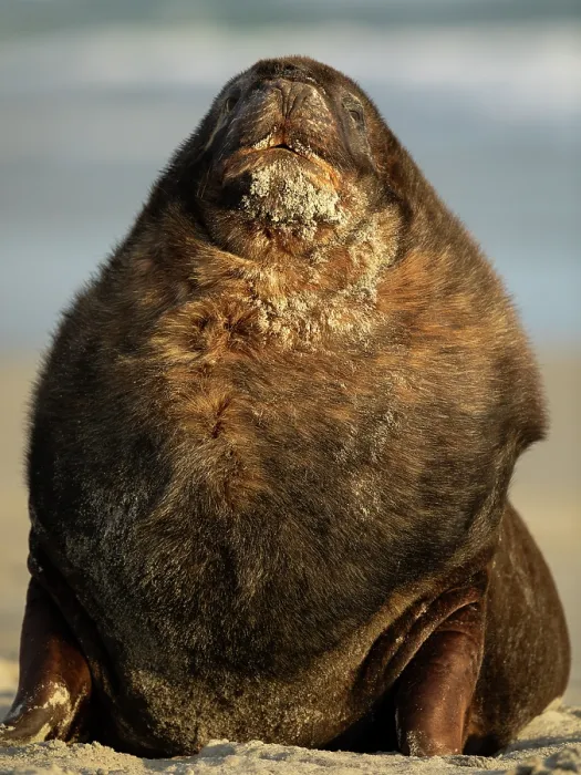 Framed Print : New Zealand sea lion (Phocarctos hookeri) male, resting on a beach, Sandfly Bay, Dunedin, South Island, New Zealand. Endangered
