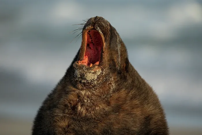 Framed Print : New Zealand sea lion (Phocarctos hookeri) male, with mouth open wide, dominance display, on beach, Sandfly Bay, Dunedin, South Island, New Zealand. Endangered Framed Print : New Zealand sea lion (Phocarctos hookeri) male, with mouth open wide, dominance display, on beach, Sandfly Bay, Dunedin, South Island, New Zealand. Endangered