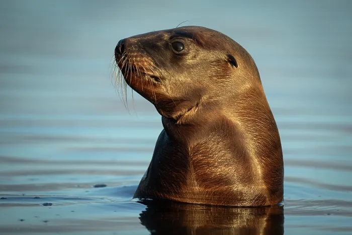 Framed Print : New Zealand sea lion (Phocarctos hookeri) pup in shallows of an estuary, Catlins, South Island, New Zealand. Endangered Framed Print : New Zealand sea lion (Phocarctos hookeri) pup in shallows of an estuary, Catlins, South Island, New Zealand. Endangered