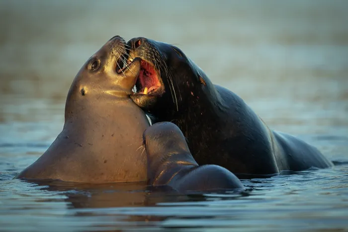 Framed Print : Two New Zealand sea lions (Phocarctos hookeri) sub-adult male courting female with pup close by, in shallows of an estuary, Catlins, South Island, New Zealand. Endangered