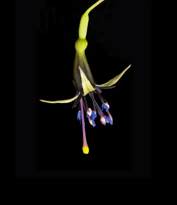 Framed Print : New Zealand tree fuchsia (Fuchsia excorticata) with blue pollen and yellow tipped stigma Framed Print : New Zealand tree fuchsia (Fuchsia excorticata) with blue pollen and yellow tipped stigma