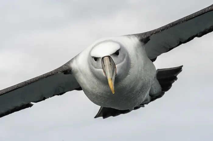 Framed Print : New Zealand white-capped mollymawk (Diomedea cauta steadi) in flight, Stewart Island, New Zealand