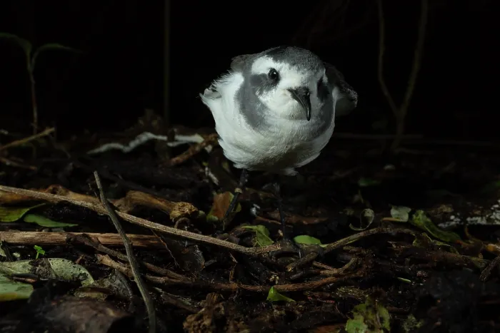 Framed Print : New Zealand white-faced storm petrel (Pelagodroma marina maoriana) fledgling, standing on the ground in forest, Rangatira Island, Chatham Islands, New Zealand Framed Print : New Zealand white-faced storm petrel (Pelagodroma marina maoriana) fledgling, standing on the ground in forest, Rangatira Island, Chatham Islands, New Zealand