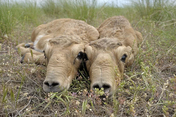 Two newborn Saiga antelope (Saiga tatarica) calves lying on ground, Cherniye Zemli
