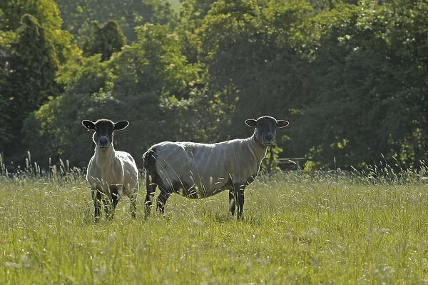 Two newly clipped Domesitc sheep grazing in pasture at RSPBs Hope Farm, Cambridgeshire