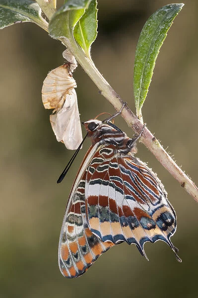 Newly emerged adult Two-tailed Pasha butterfly (Charaxes jasius) Podere Montecucco