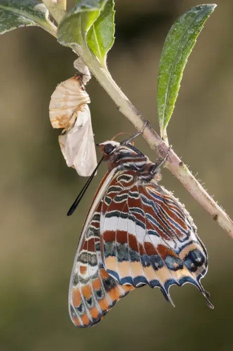 Framed Print : Newly emerged adult Two-tailed Pasha butterfly (Charaxes jasius) Podere Montecucco Framed Print : Newly emerged adult Two-tailed Pasha butterfly (Charaxes jasius) Podere Montecucco