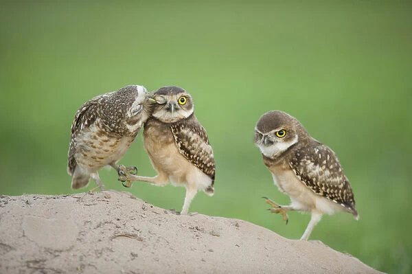 Two newly fledged burrowing owl chicks (Athene cunicularia) one being groomed by its mother
