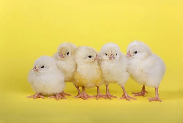 Five newly hatched chicks in a row