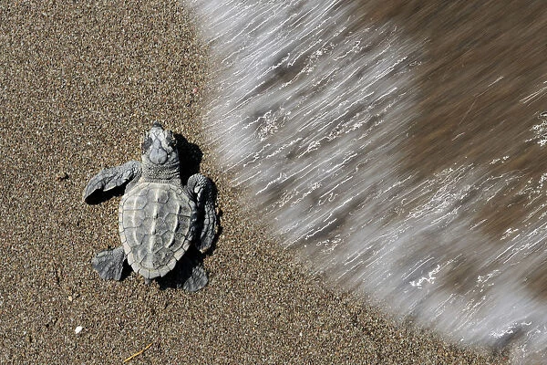 Newly hatched Loggerhead turtle (Caretta caretta) at sea edge, Dalyan Delta, Turkey