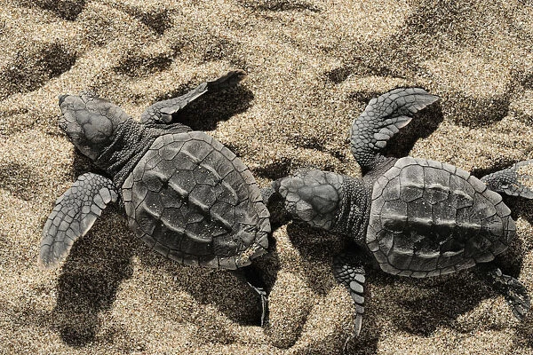 Two newly hatched Loggerhead turtles (Caretta caretta) heading for the sea, Dalyan Delta