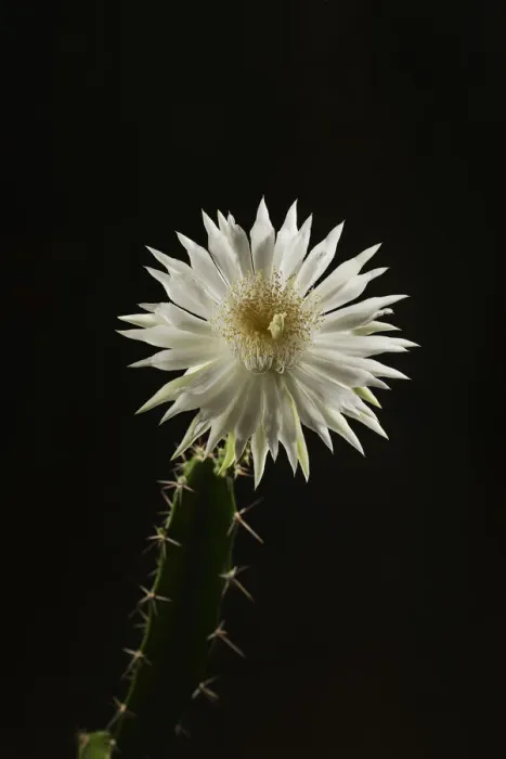 Framed Print : Night-blooming cereus cactus (Acanthocereus tetragonus), flower bud opening at night, Texas, USA Framed Print : Night-blooming cereus cactus (Acanthocereus tetragonus), flower bud opening at night, Texas, USA
