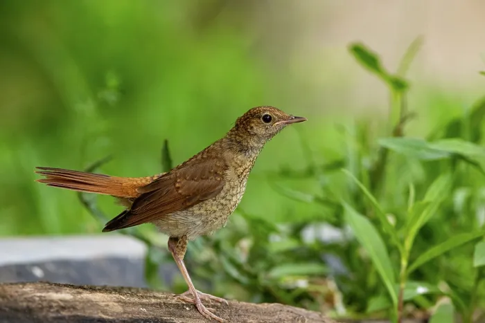 Framed Print : Nightingale (Luscinia megarhynchos) perched on log, Hungary. June Framed Print : Nightingale (Luscinia megarhynchos) perched on log, Hungary. June