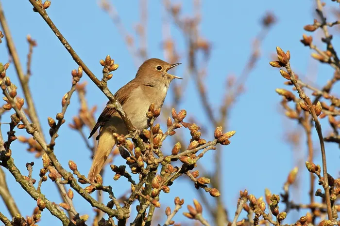 Framed Print : Nightingale (Luscinia megarhynchos) perched in tree, singing, Maidscross Hill, Suffolk, UK. April Framed Print : Nightingale (Luscinia megarhynchos) perched in tree, singing, Maidscross Hill, Suffolk, UK. April