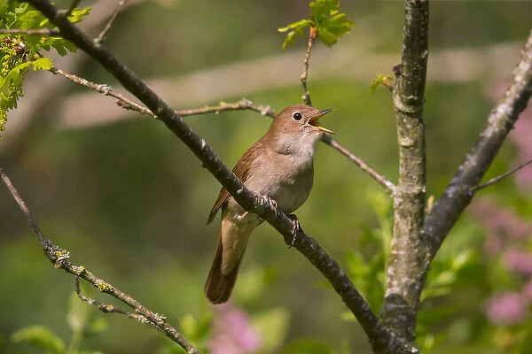 Nightingale (Luscinia megarhynchos ) singing, Germany, April