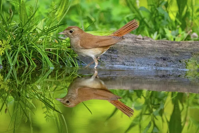 Framed Print : Nightingale (Luscinia megarhynchos) walking along water's edge, Hungary. June