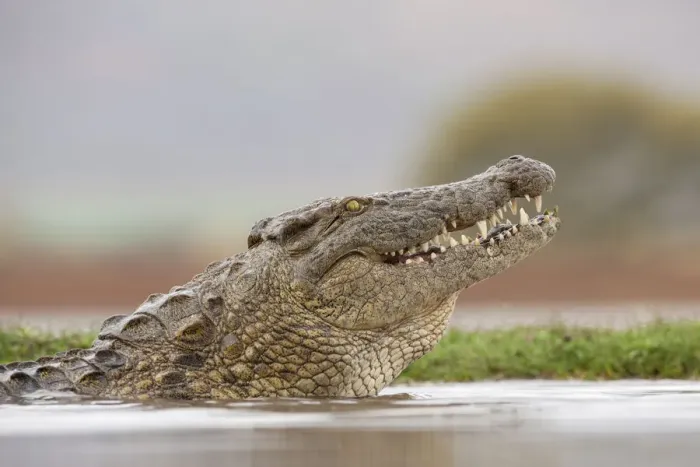 Framed Print : Nile crocodile (Crocodylus niloticus). Zimanga Private Game Reserve, KwaZulu-Natal, South Africa Framed Print : Nile crocodile (Crocodylus niloticus). Zimanga Private Game Reserve, KwaZulu-Natal, South Africa