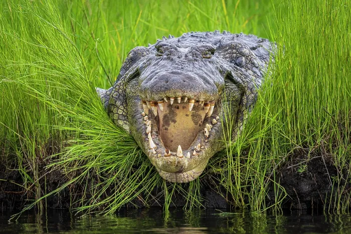 Framed Print : Nile crocodile (Crocodylus niloticus) lying on riverbank with mouth open, Chobe River, Botswana Framed Print : Nile crocodile (Crocodylus niloticus) lying on riverbank with mouth open, Chobe River, Botswana