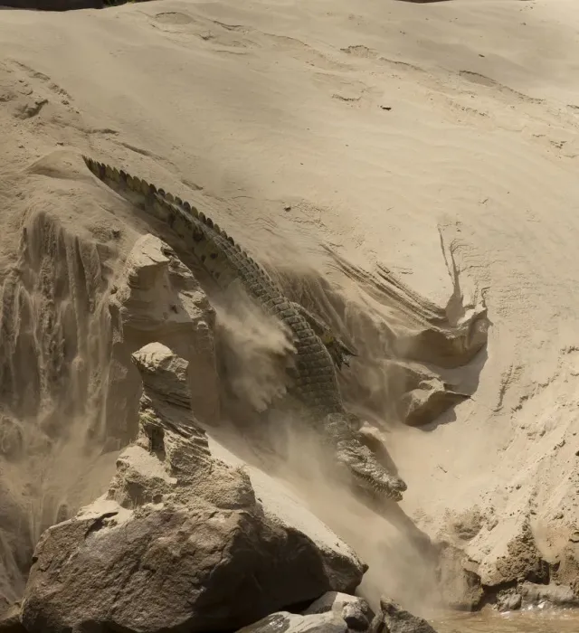 Framed Print : Nile crocodile (Crocodylus niloticus) making its way through sand to the Rufiji River Framed Print : Nile crocodile (Crocodylus niloticus) making its way through sand to the Rufiji River