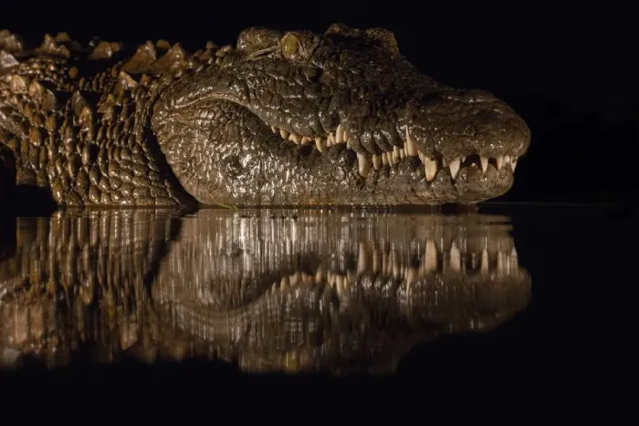 Framed Print : Nile crocodile (Crocodylus niloticus) at night, Zimanga private game reserve, KwaZulu-Natal Framed Print : Nile crocodile (Crocodylus niloticus) at night, Zimanga private game reserve, KwaZulu-Natal