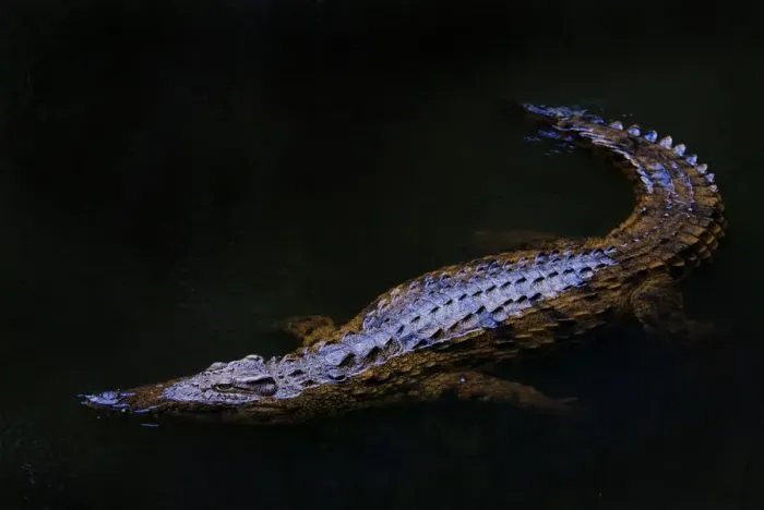 Framed Print : Nile crocodile (Crocodylus niloticus) partially submerged at night, captive, Madagascar Framed Print : Nile crocodile (Crocodylus niloticus) partially submerged at night, captive, Madagascar