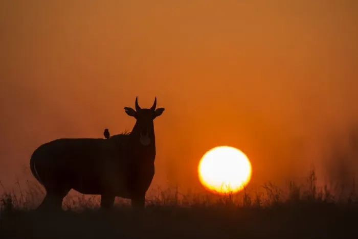 Framed Print : Nilgai or Blue bull (Boselaphus tragocamelus), silhouette of male at sunset, with Framed Print : Nilgai or Blue bull (Boselaphus tragocamelus), silhouette of male at sunset, with
