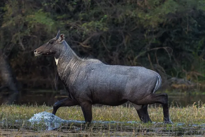 Framed Print : Nilgai (Boselaphus tragocamelus), male walking through water, Keoladeo Ghana National Park Framed Print : Nilgai (Boselaphus tragocamelus), male walking through water, Keoladeo Ghana National Park