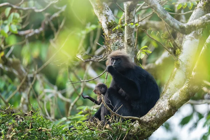 Framed Print : Nilgiri langur (Semnopithecus johnii) female with infant, sitting in tree, Valparai, Tamil Nadu, India Framed Print : Nilgiri langur (Semnopithecus johnii) female with infant, sitting in tree, Valparai, Tamil Nadu, India