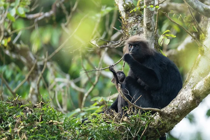 Framed Print : Nilgiri langur (Semnopithecus johnii) female with infant, sitting in tree, Valparai, Tamil Nadu, India Framed Print : Nilgiri langur (Semnopithecus johnii) female with infant, sitting in tree, Valparai, Tamil Nadu, India