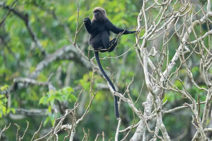 Framed Print : Nilgiri langur (Semnopithecus johnii) juvenile, sitting in tree, Valparai, Tamil Nadu, India Framed Print : Nilgiri langur (Semnopithecus johnii) juvenile, sitting in tree, Valparai, Tamil Nadu, India