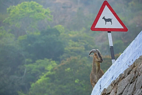 Nilgiri tahr (Nilgiritragus hylocrius) standing next to road signage meant to warn vehicles about the possible road crossings of tahrs in the area, Valparai, Tamil Nadu, India