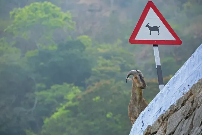 Framed Print : Nilgiri tahr (Nilgiritragus hylocrius) standing next to road signage meant to warn vehicles about the possible road crossings of tahrs in the area, Valparai, Tamil Nadu, India Framed Print : Nilgiri tahr (Nilgiritragus hylocrius) standing next to road signage meant to warn vehicles about the possible road crossings of tahrs in the area, Valparai, Tamil Nadu, India