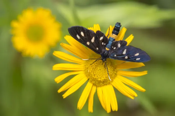 Framed Print : Nine-spotted moth (Amata phegea) feeding from a Mountain arnica flower (Arnica montana) Framed Print : Nine-spotted moth (Amata phegea) feeding from a Mountain arnica flower (Arnica montana)