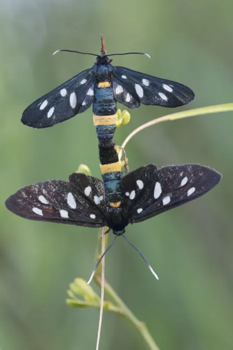 Framed Print : Nine-spotted moth (Amata / Syntomis phegea) pair mating, San Marino, May 2009 Framed Print : Nine-spotted moth (Amata / Syntomis phegea) pair mating, San Marino, May 2009