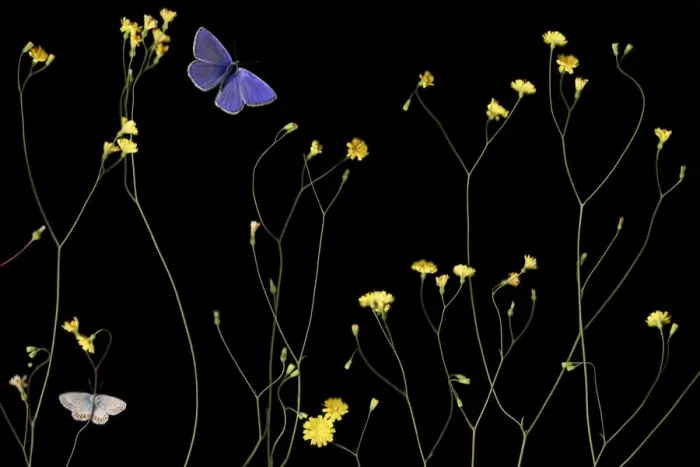 Framed Print : Nipplewort (Lapsana communis) in flower with Eschers blue butterfly (Polyommatus escheri) Framed Print : Nipplewort (Lapsana communis) in flower with Eschers blue butterfly (Polyommatus escheri)