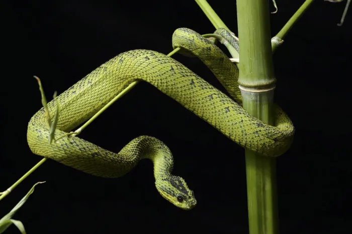 Framed Print : Nitsches bush Viper (Atheris nitschei) captive, from Uganda and Congo